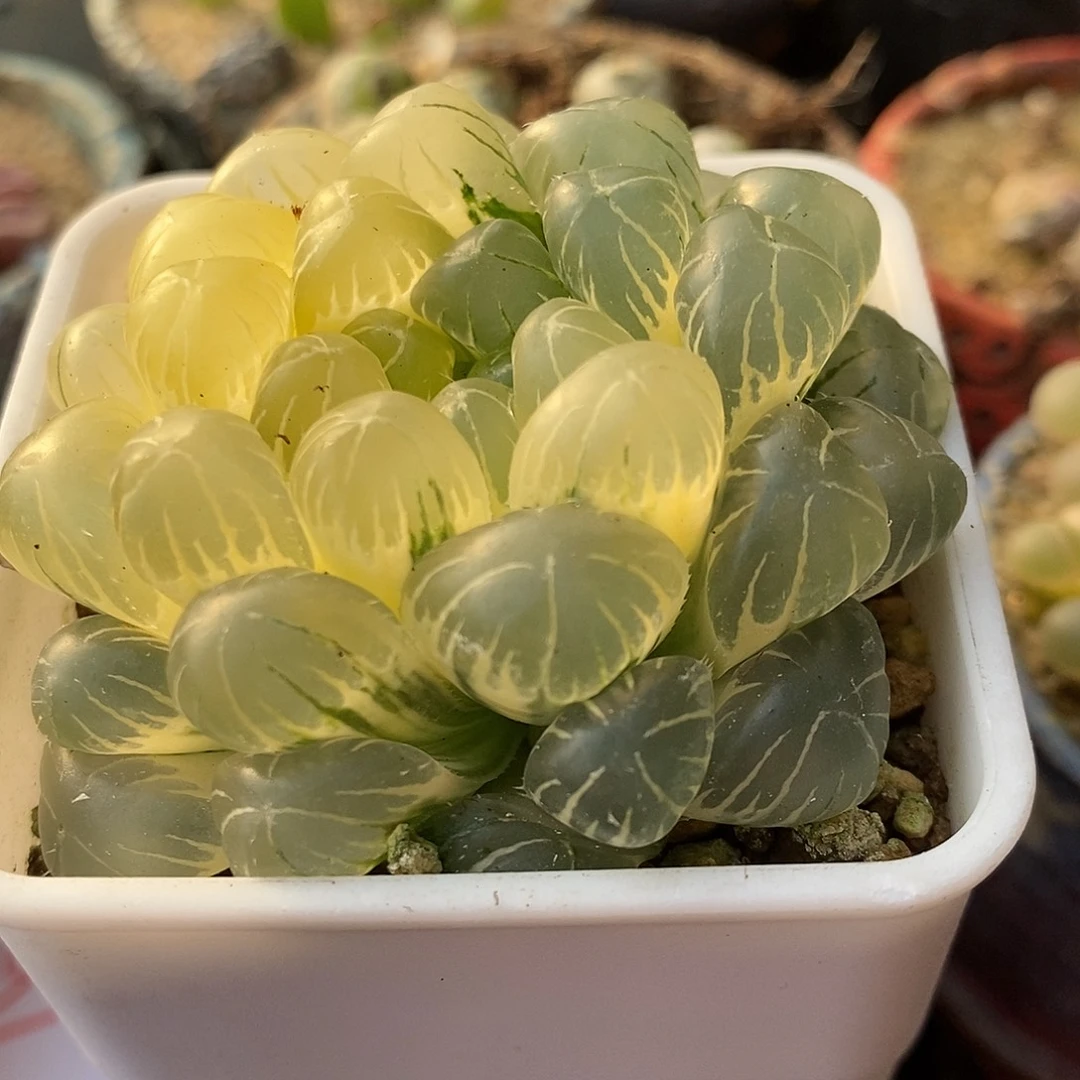 1844玉露锦一颗。