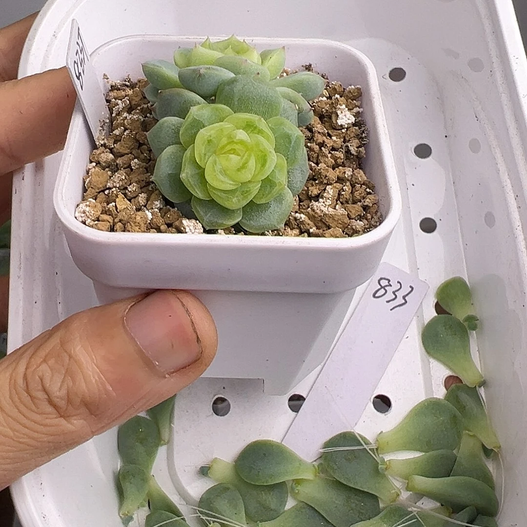 30个833叶片一物一拍