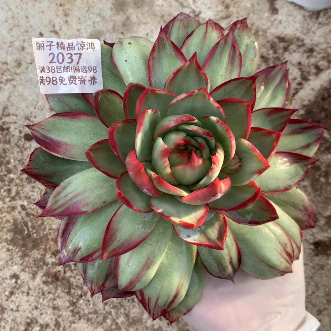 2037号多肉植物惊鸿18