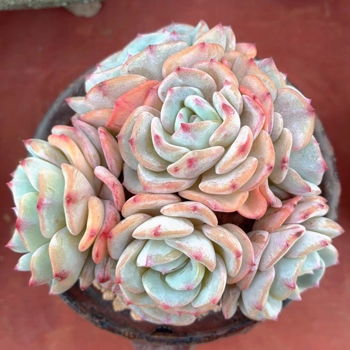 多肉植物 勃朗峰-4