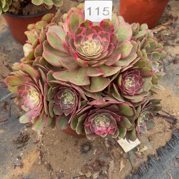 粉花夭多肉植物不包损115