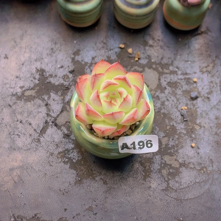 一物一拍含盆土满38包邮A196