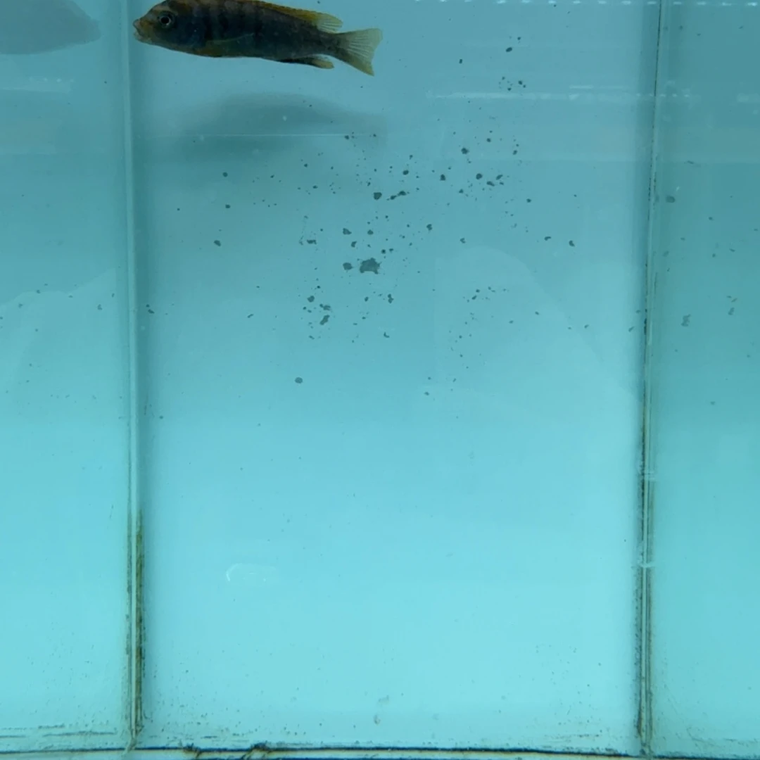 慈鲷红鸡1073。