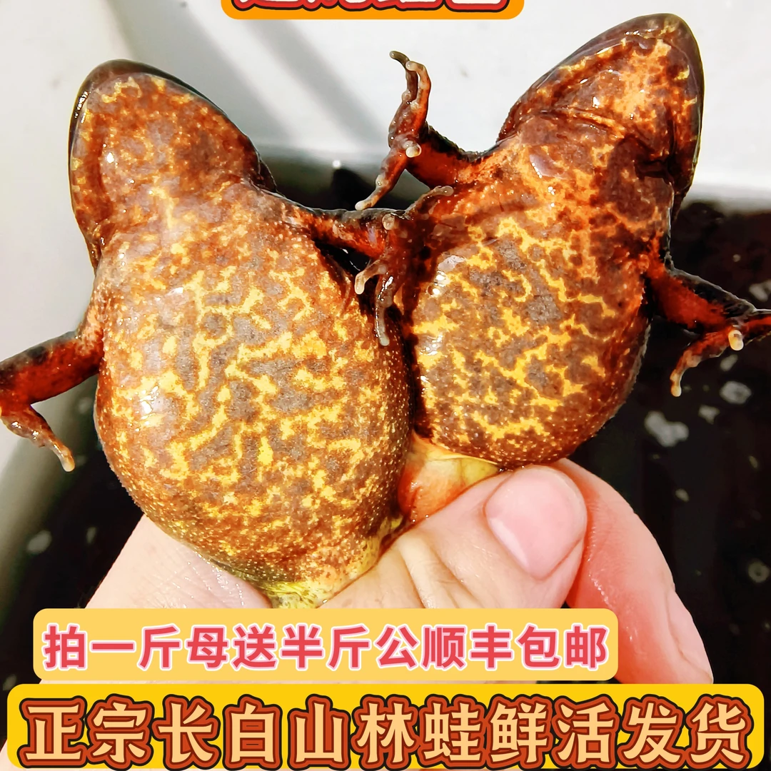 东北特产母林蛙母豹子鲜活不用包邮到家送公蛙送酱顺丰包邮蛤蟆