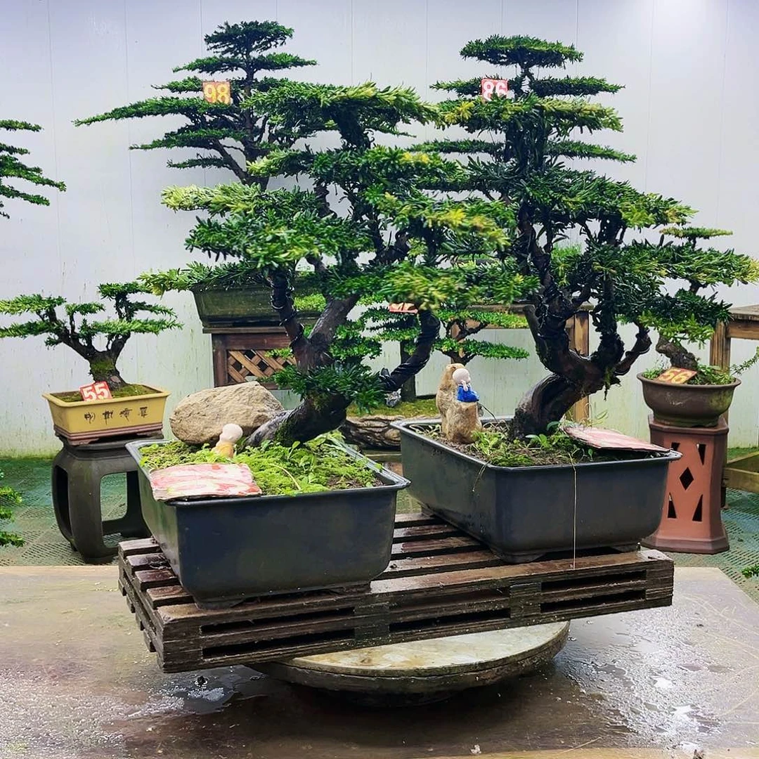 完全开放罗汉松盆景艺术