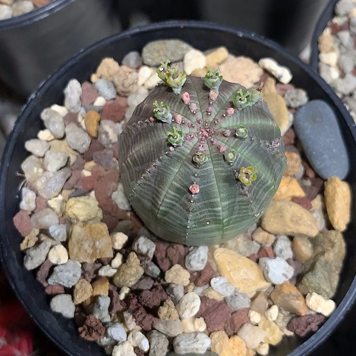 一**?实生步纹球仙人球