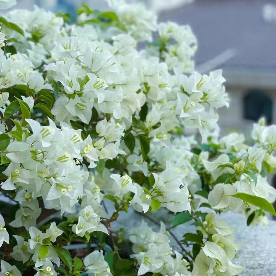 白雪公主·三角梅伊娃系列四季开花勤花品种