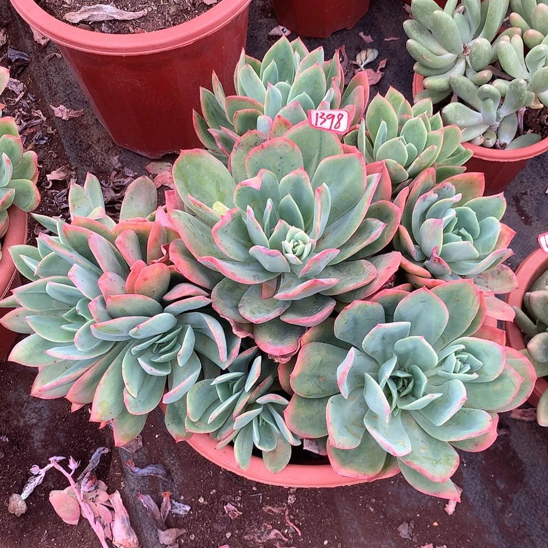 绮罗1398晓晓一物一拍