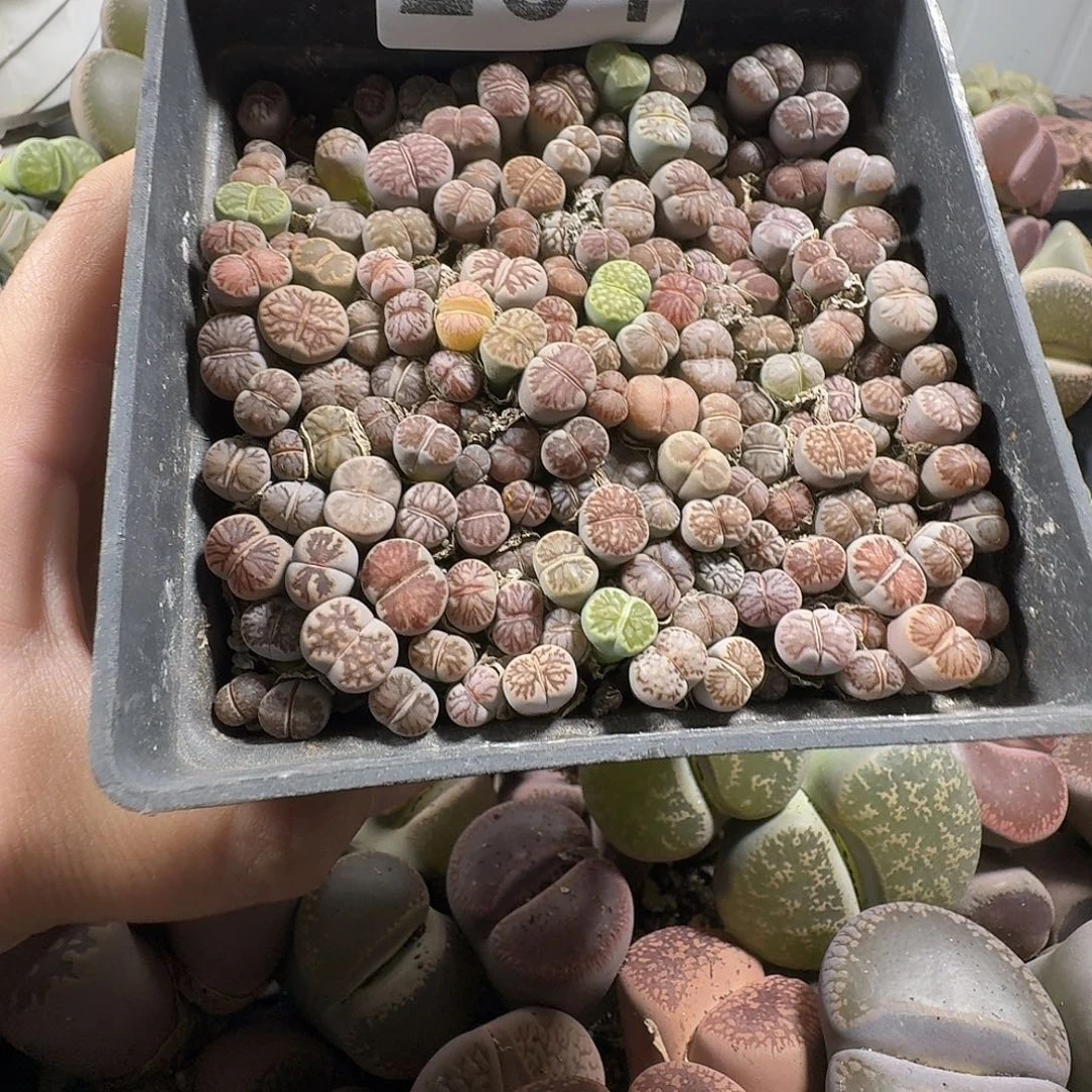 生石花十公分盆231