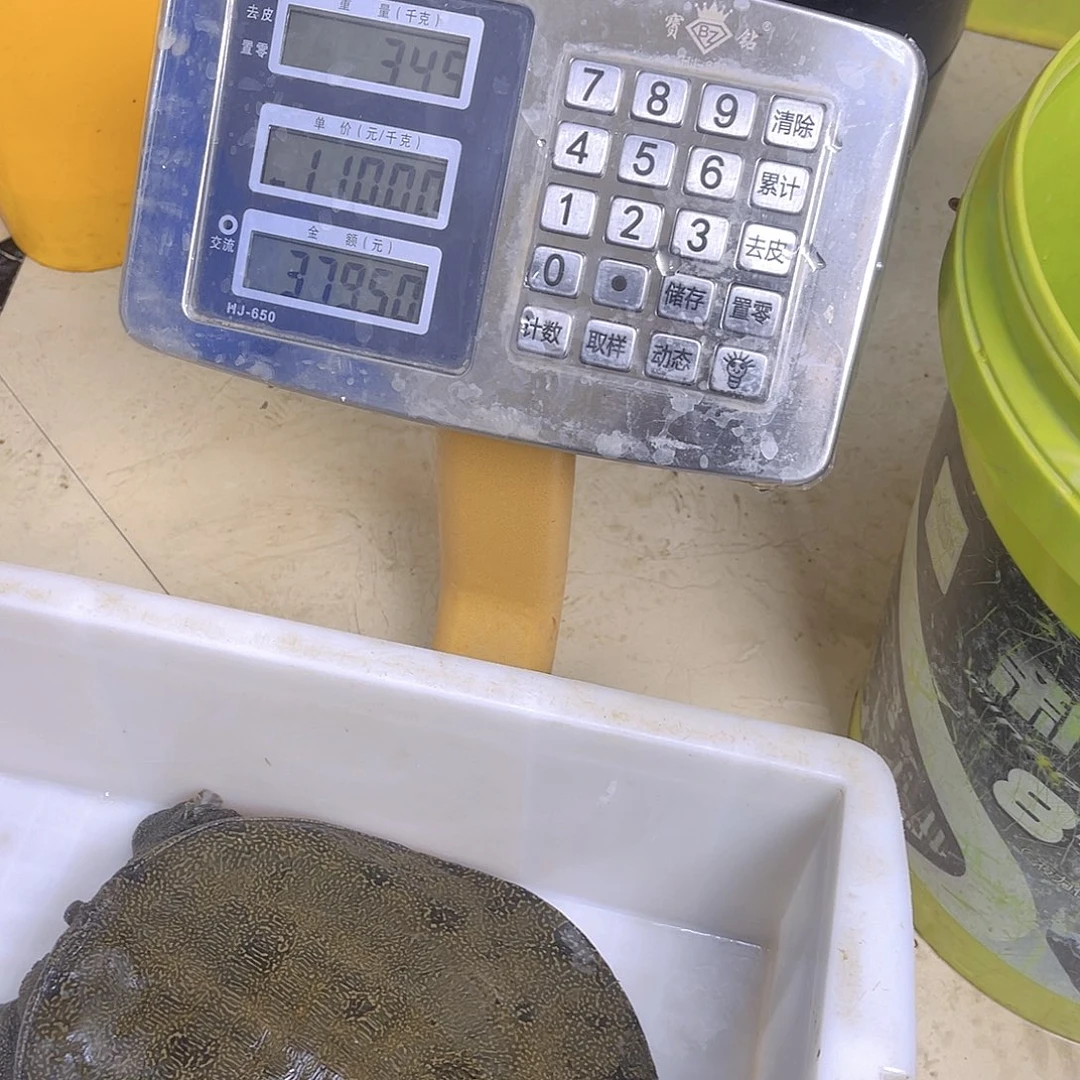 中国大陆野生甲鱼包邮包活