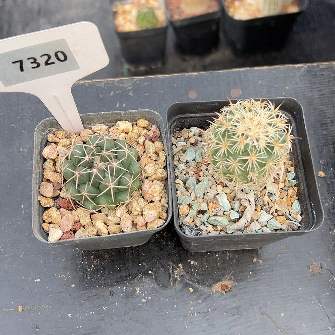 7320顶花属属实生裸根发货