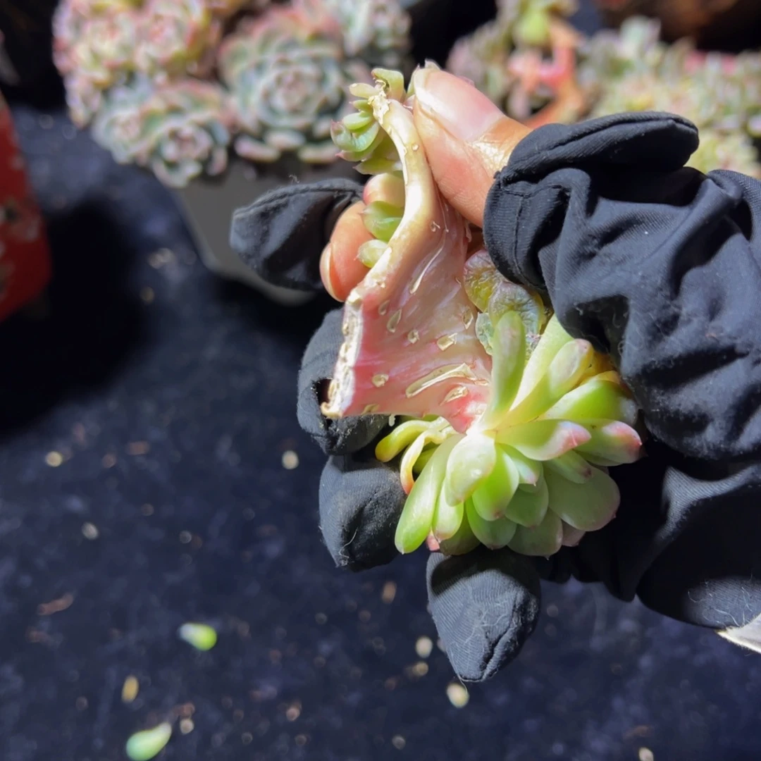 盲盒天天开心天天开心