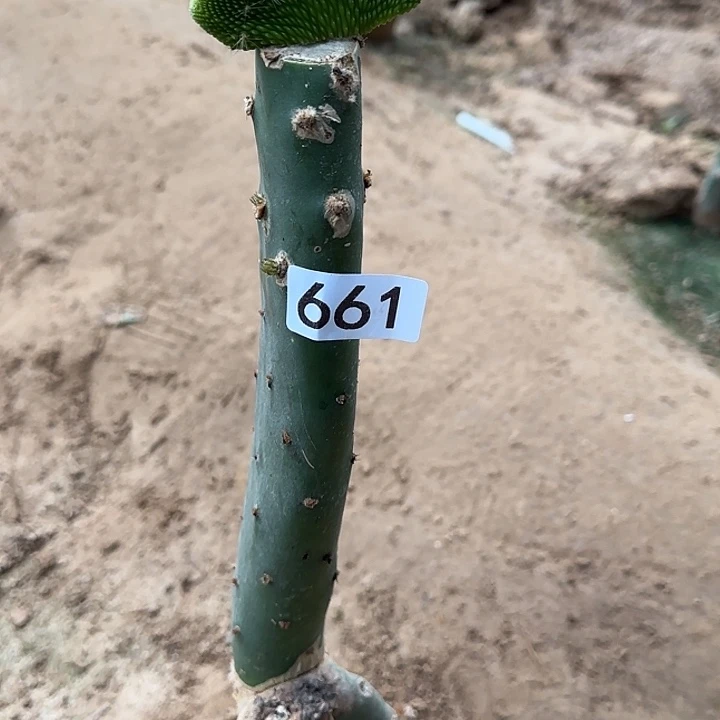 姐***闹无花朵嫁接青蛇缀661