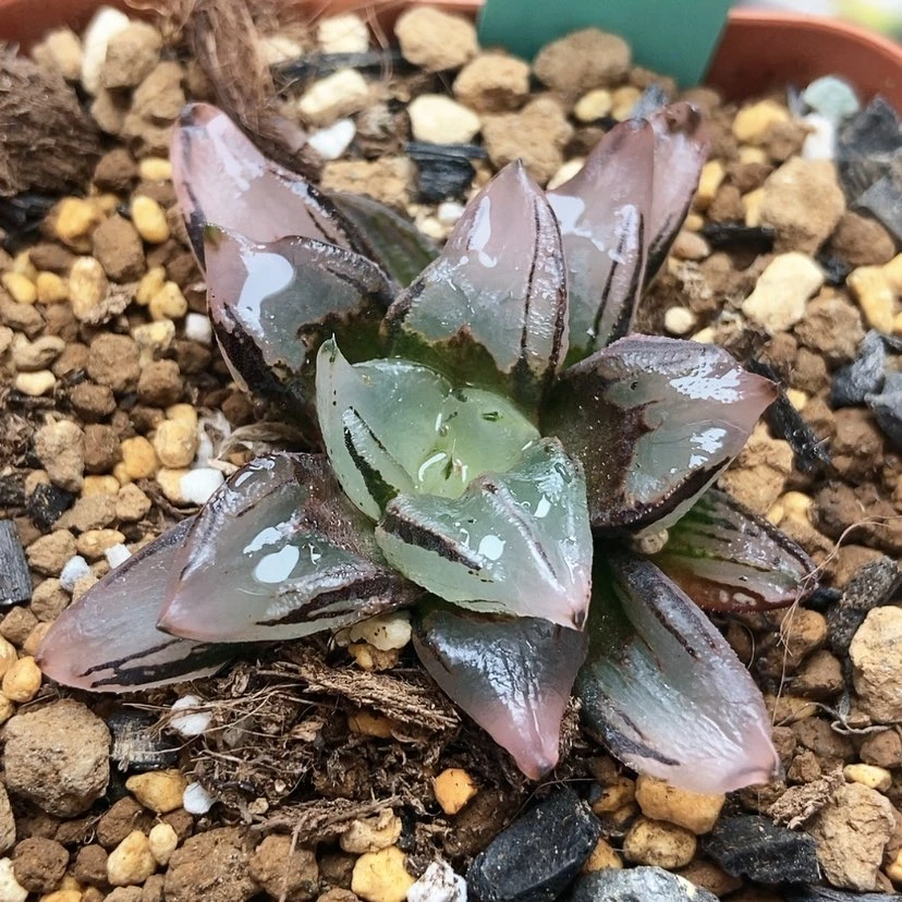 【闪购商品】月**傅火焰山139