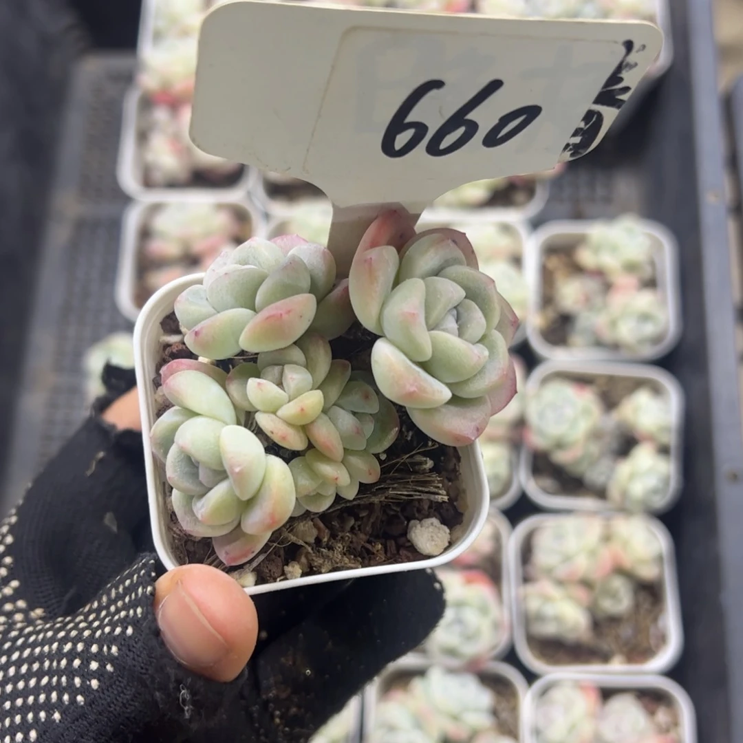 红陶哈*660号多肉植物