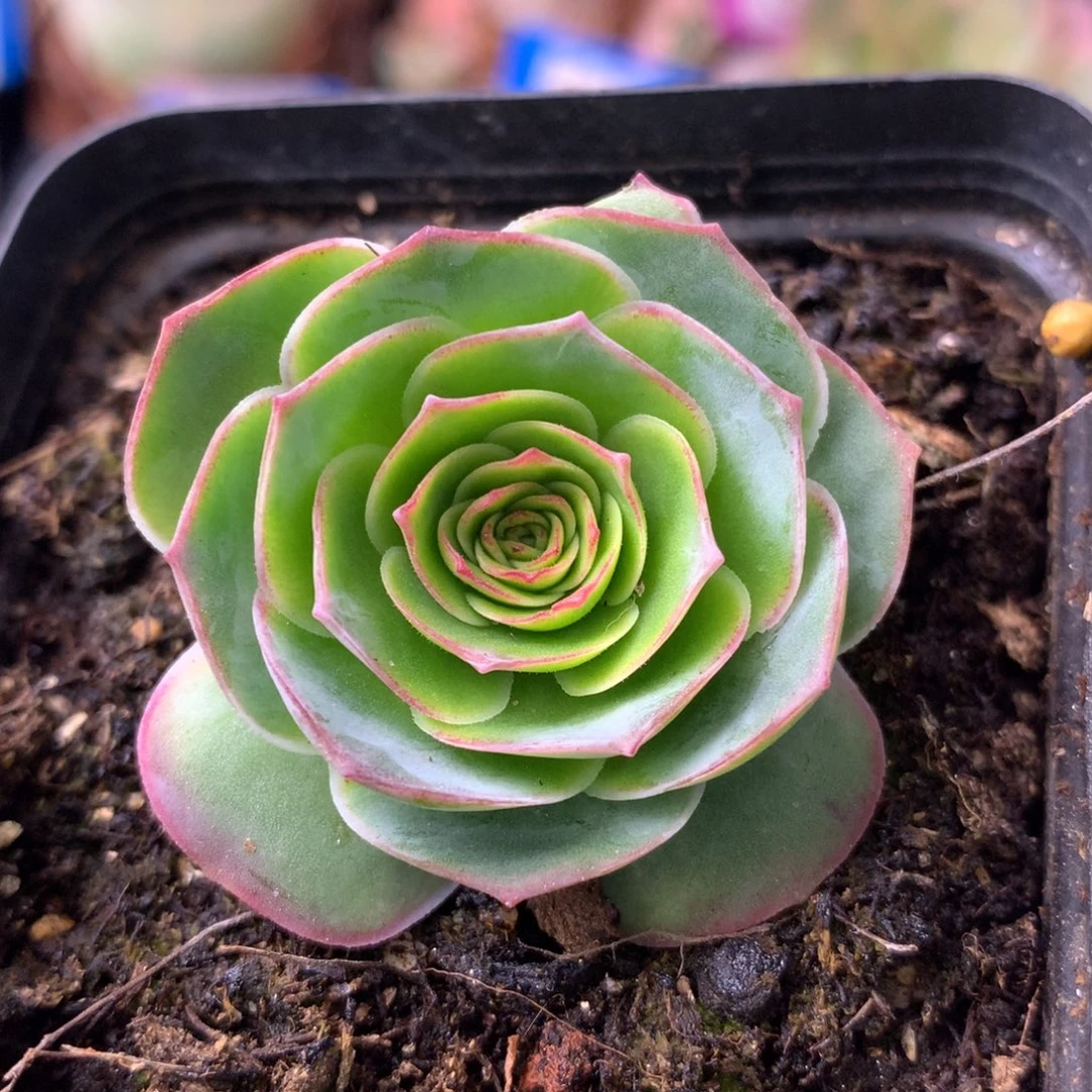 一物一拍星辰青染251