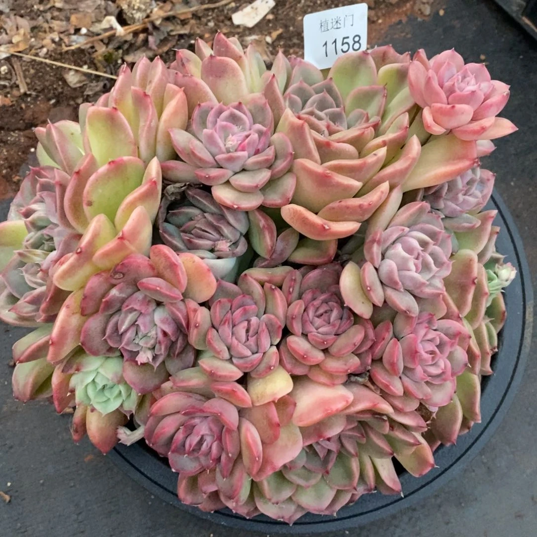 S****ฅ杂交精品多肉1158