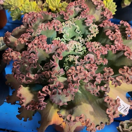 陈*女王花苙14076