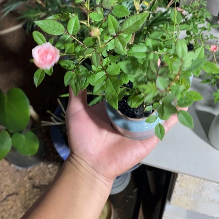 萤****完全开放退款拉黑一物一拍31