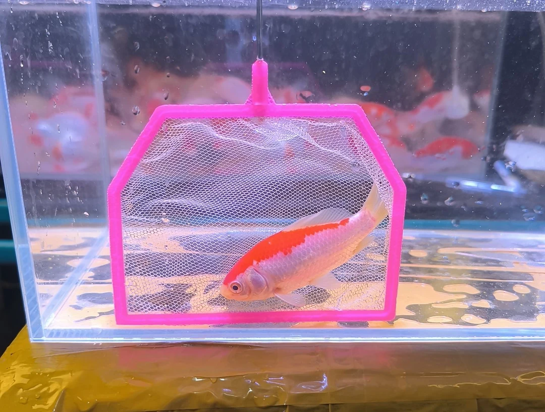 金鱼品相自鉴品相自鉴