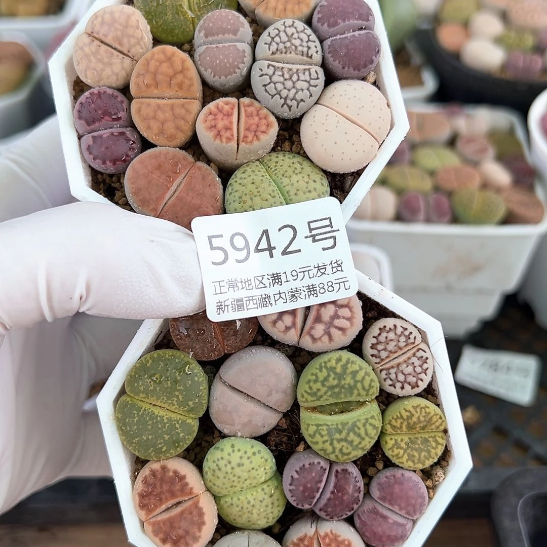 5942 好养易活生石花大母本两盆