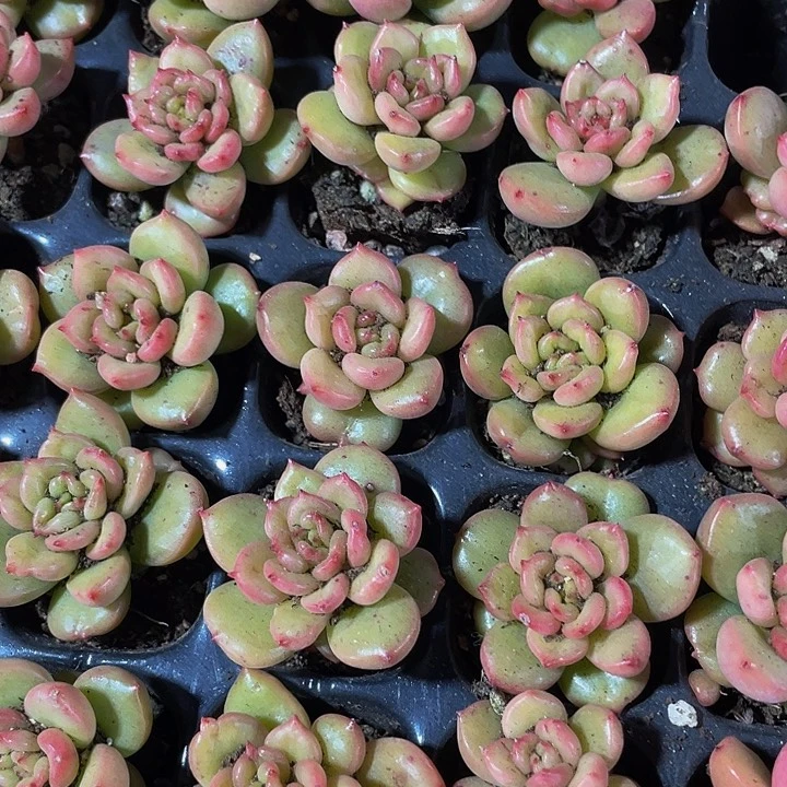 小苹果花1元带土发