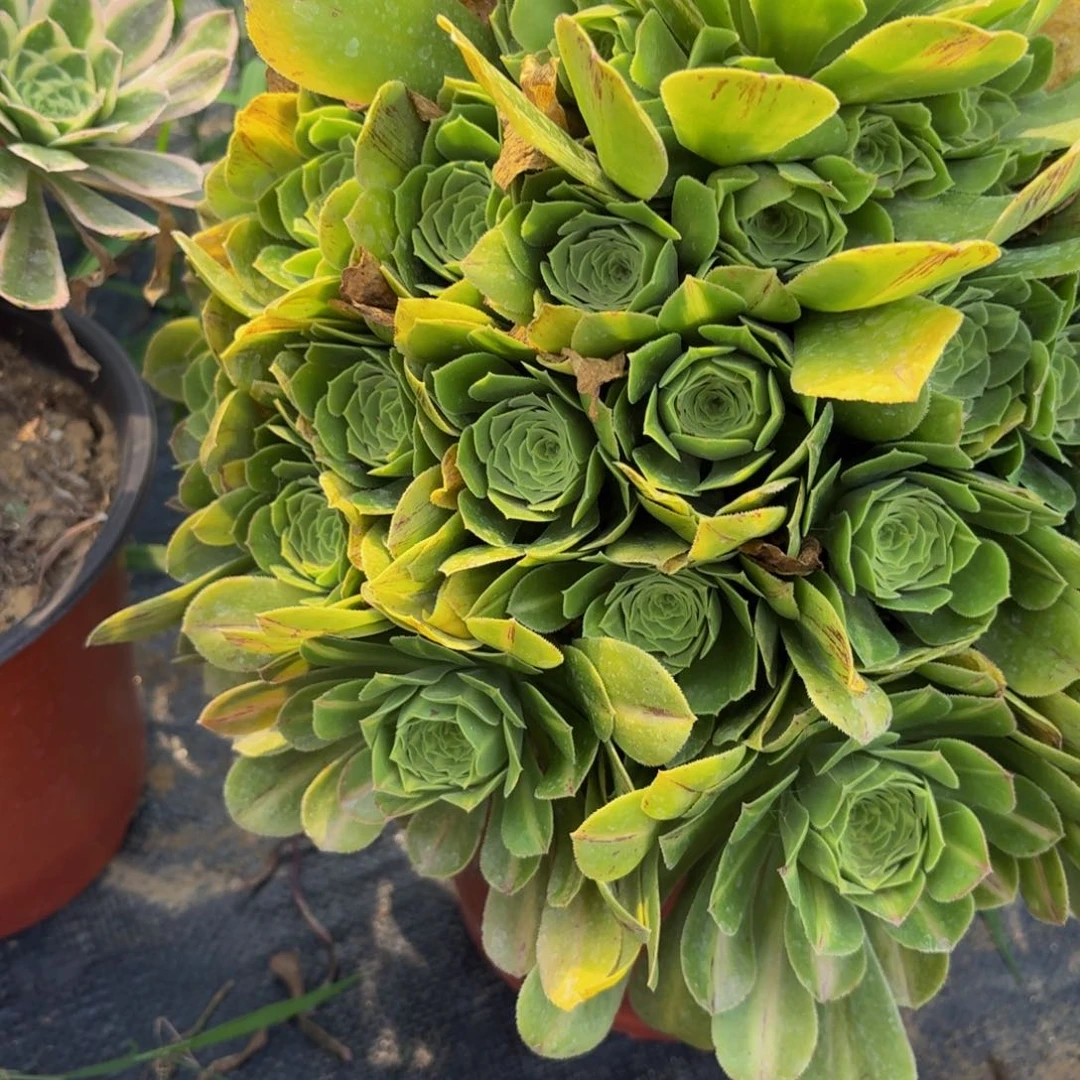 无花朵631多肉植物捧花的