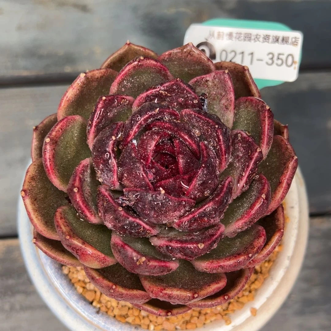 从前慢多肉精选编号0211.350