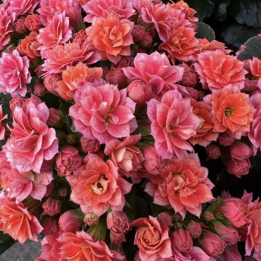 长寿花~【烟花】110盆