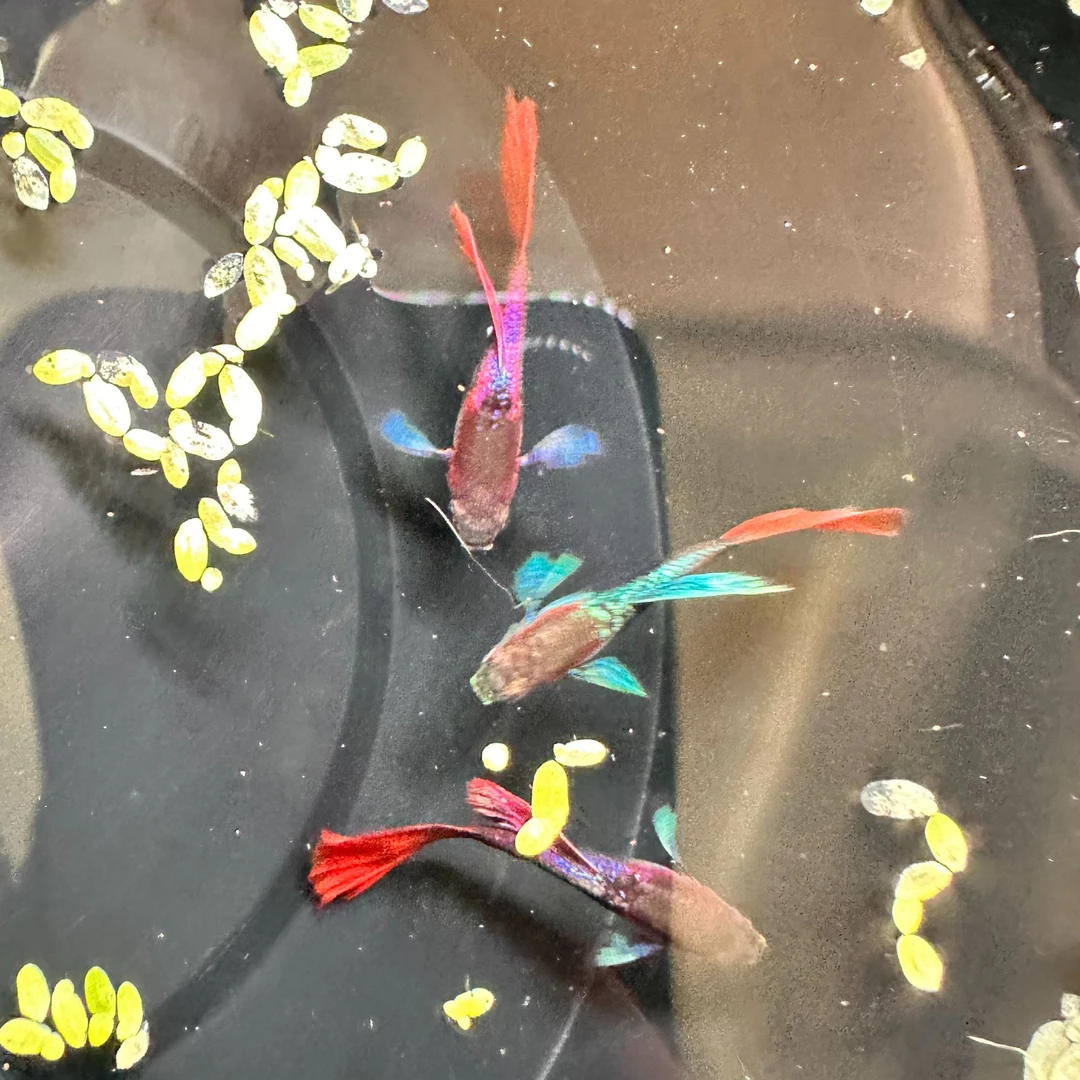 新手推荐【红欧翼飞船】 精品孔雀鱼小型热带观赏鱼 （白背景显红）