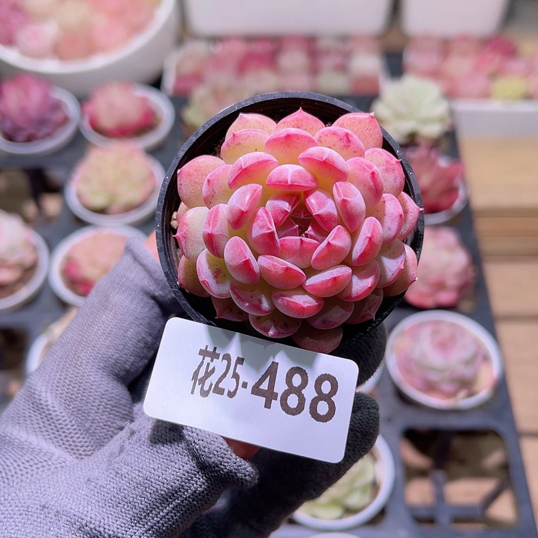 花25-488新品单头