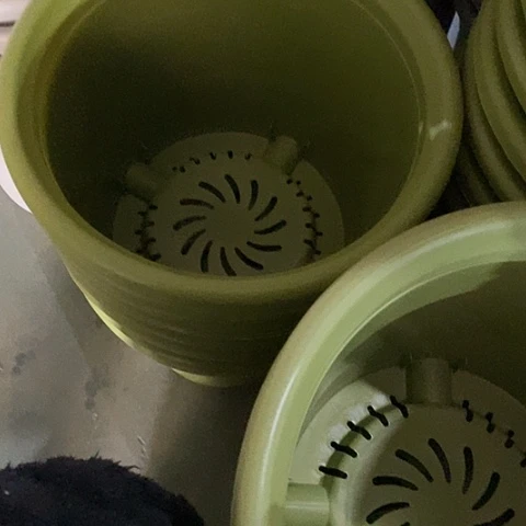 树脂四季6号果绿无托3个