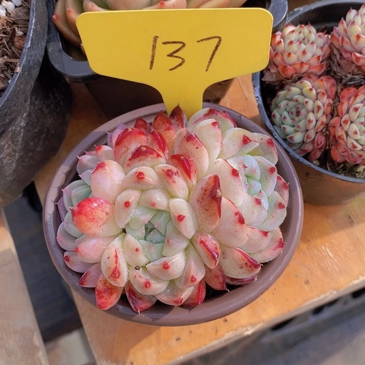 亦*多肉植物，开心多肉