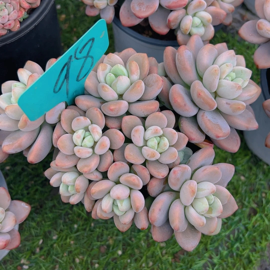 福利来啦打榜啦打榜