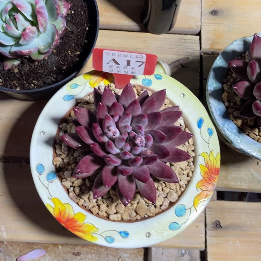 小***丫多肉植物的生长发育与生长
