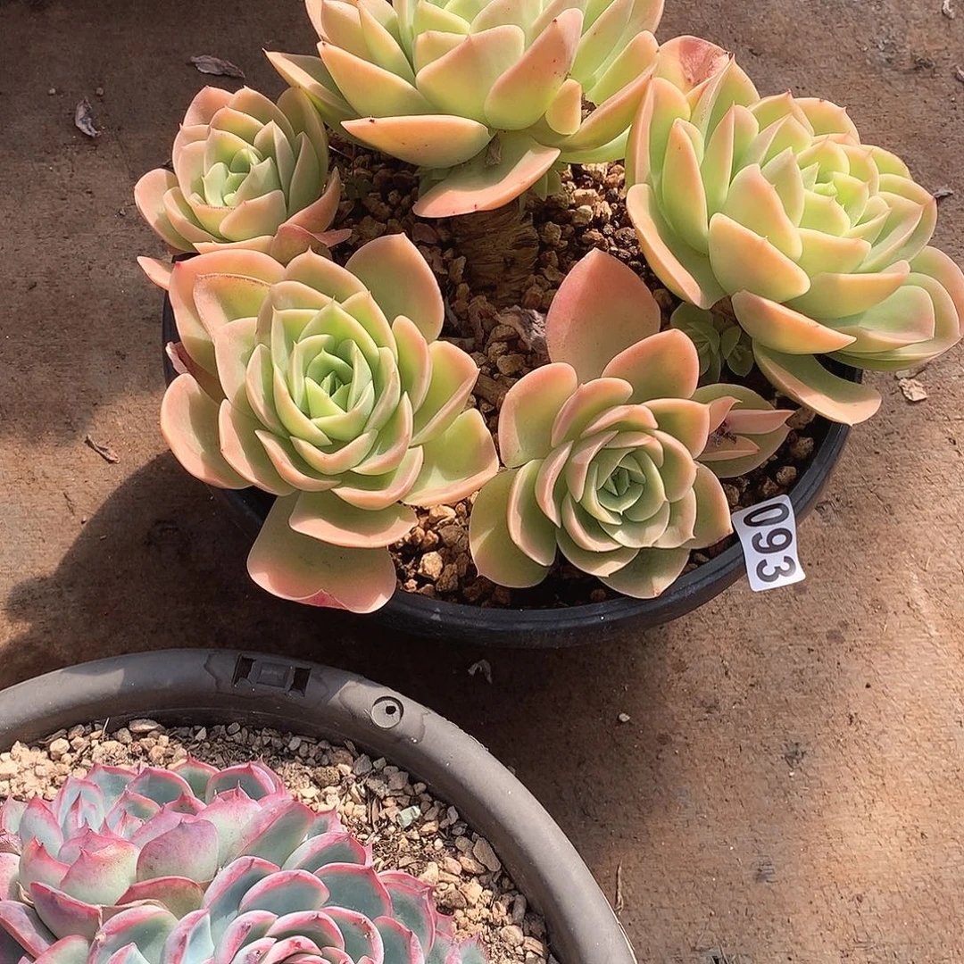 93星纳塔一物一拍多肉