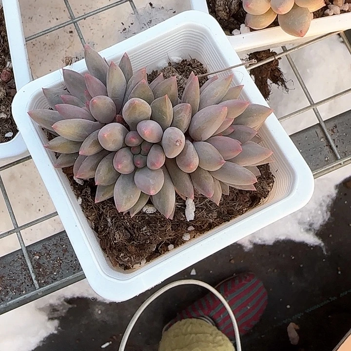 韩***肉青蛙王子儿童牙膏111