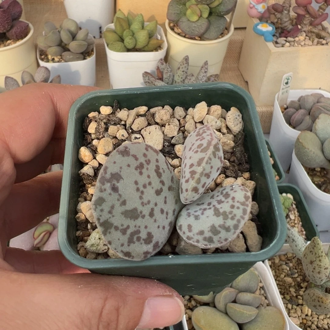 32 号好看的水泡冲冲冲