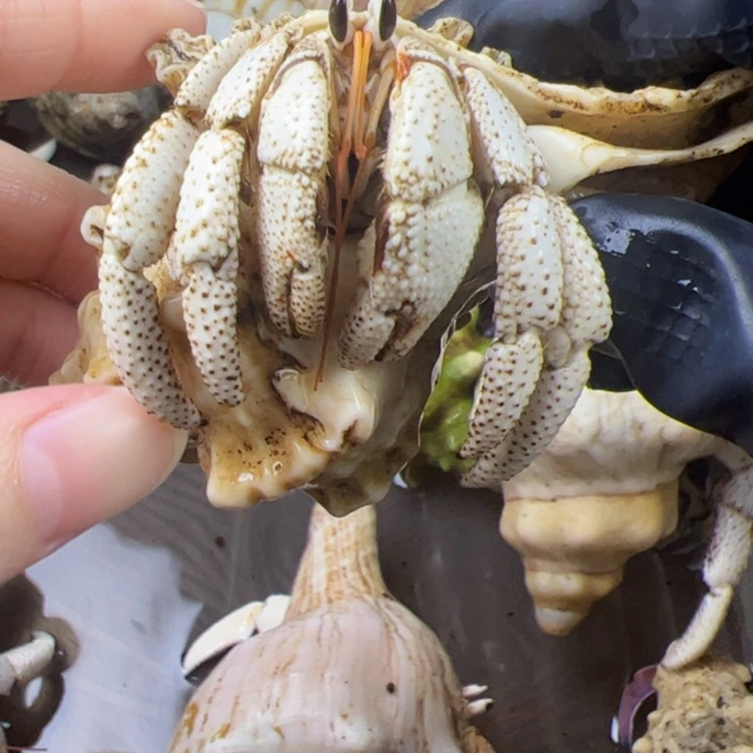 3.1口大胖纯白白草