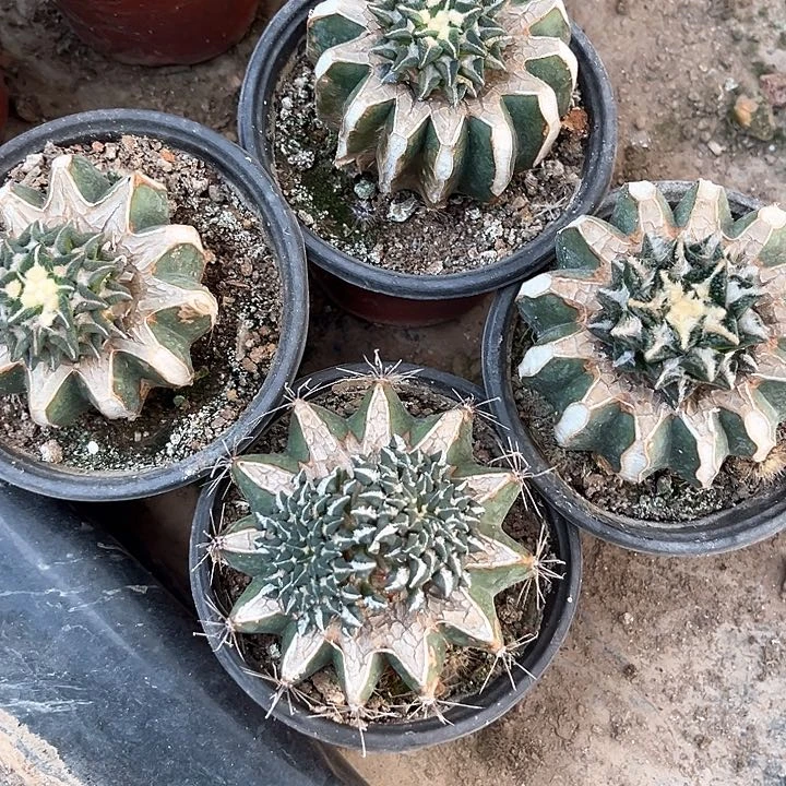 仙人球仙人球仙人球