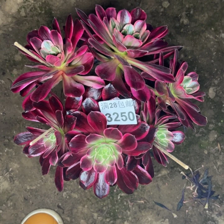 3250婚纱多肉植物