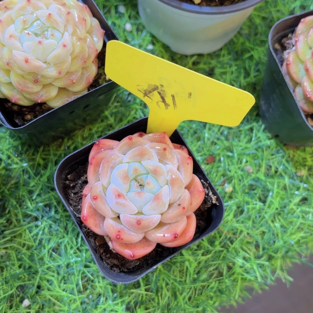 ?****王我的小可爱们都好可爱