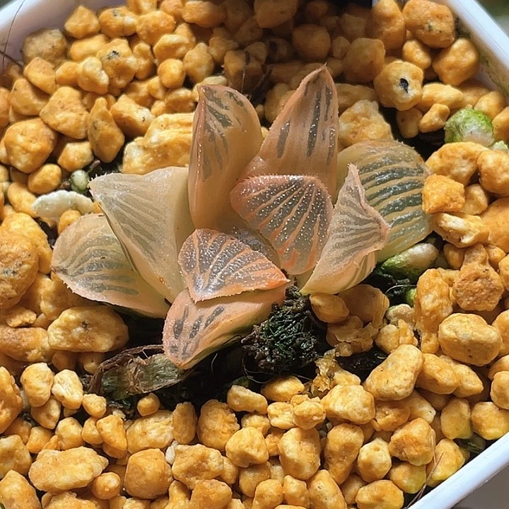 837糊斑夜想錦一物一拍