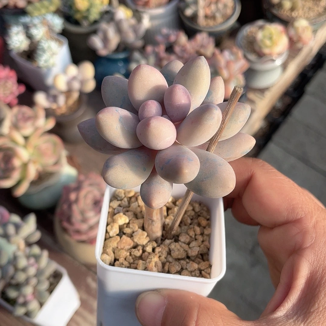 草莓豆 脱土发货 5口盆