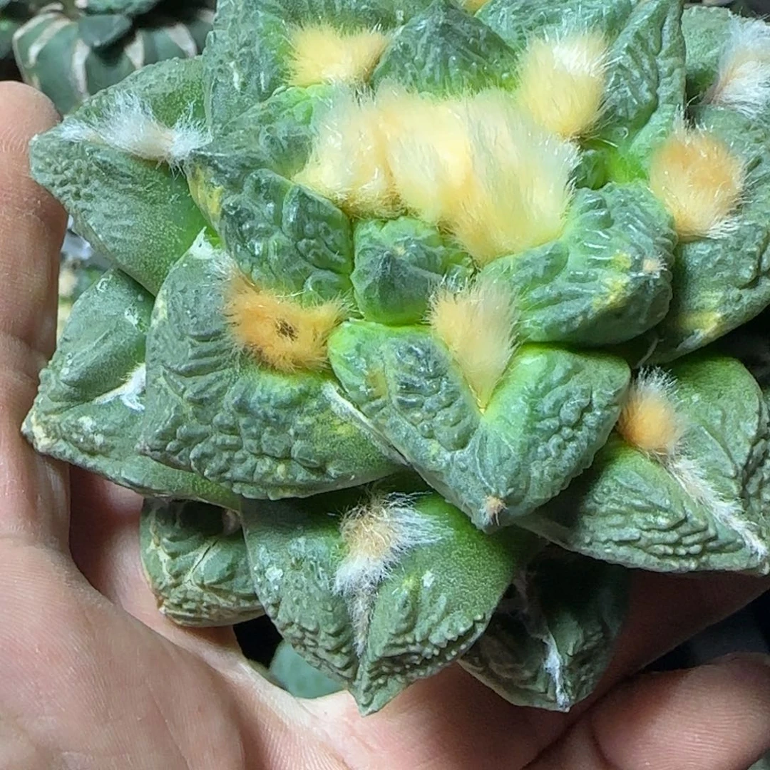 无花朵精品龟甲锦204