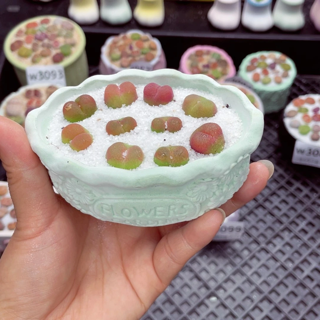 w3101 带盆土发货一物一拍