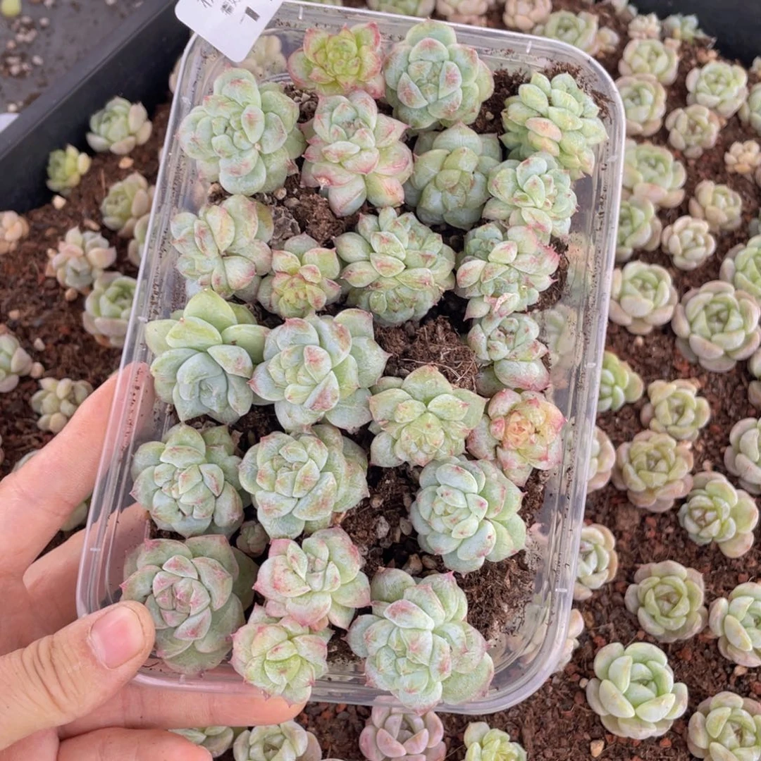 糕大上多肉植物128
