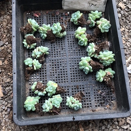 活***下纯爱系列的时候在这里等着我们