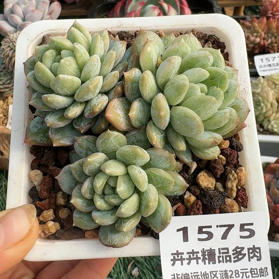 1575一物一拍（满28包邮）