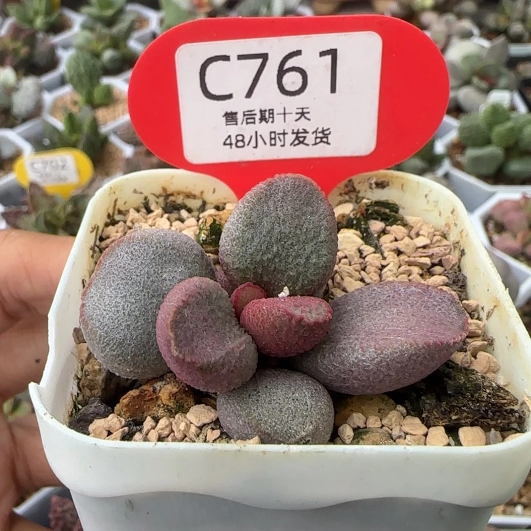 甜心。      761。  。